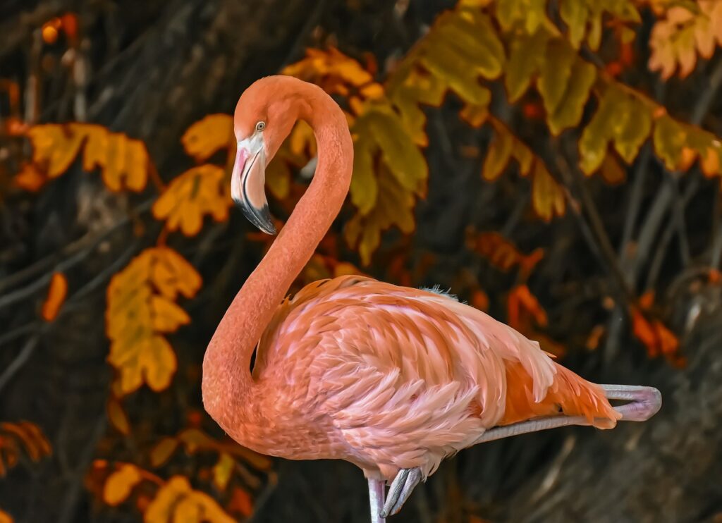 Flamingo arketipi: denge ve ilişkiler hakkında öğrenme