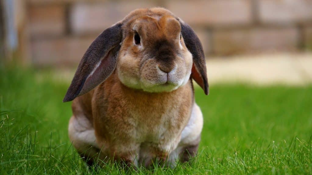 Bir tavşan hayal etmenin anlamını bilin
