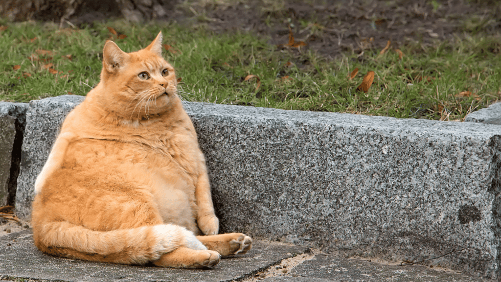 Sarı bir kedi hayal etmek