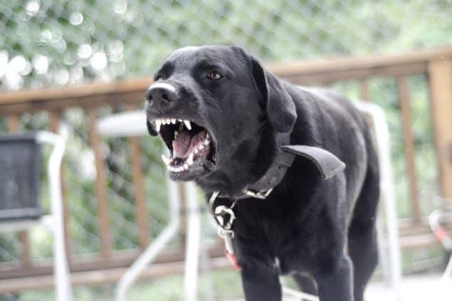 Rüyada kızgın siyah bir köpek görmek